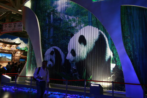 Panda, Šanghaj, Čína, Expo 2010, Světová výstava